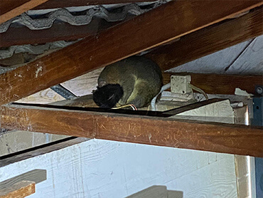oz_pest9722's tweet photo. Pest Control Chifley
Pest Control in Chifley
Chifley Pest Control
#PestControlChifley #ChifleyPestControl #PestManagement #PestFreeHome #ChifleyServices #EcoFriendlyPestControl #PestControlExperts #HomeProtection #InsectControl #ChifleyCommunity
Visit:https://t.co/iGDmk3dqym https://t.co/Q6QMqPIMrh