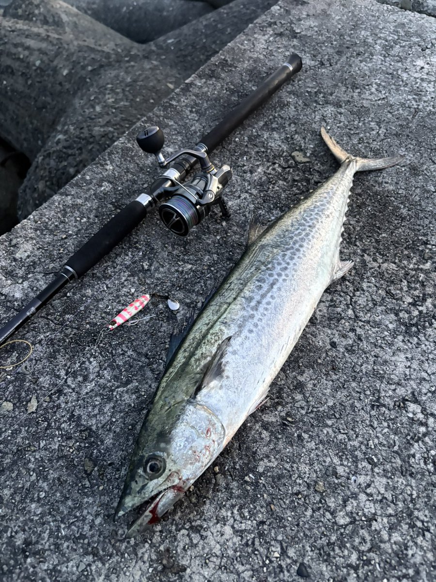 Gin_fishing's tweet photo. 載せ忘れてた8/15の人工島サワラ☺︎

���こまで情報は出てなかったですが、密かにサワラはポツポツ上がってました🤫

マキマキ40gの変則ワンピッチにて https://t.co/CC9ar4Al48