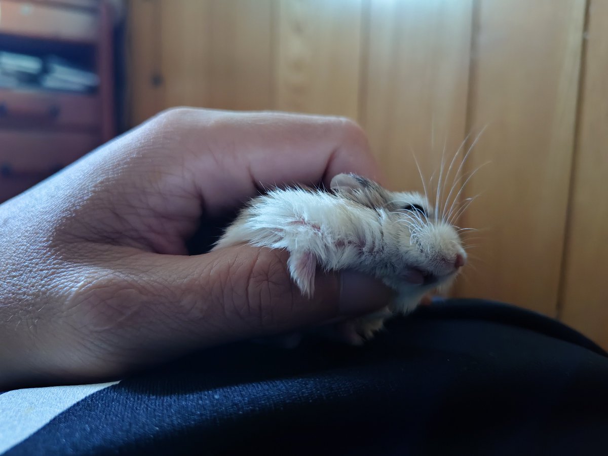 masanya00's tweet photo. 手の中で眠るねみあさん🐹
＃ハムスター https://t.co/0FmiF7II5I