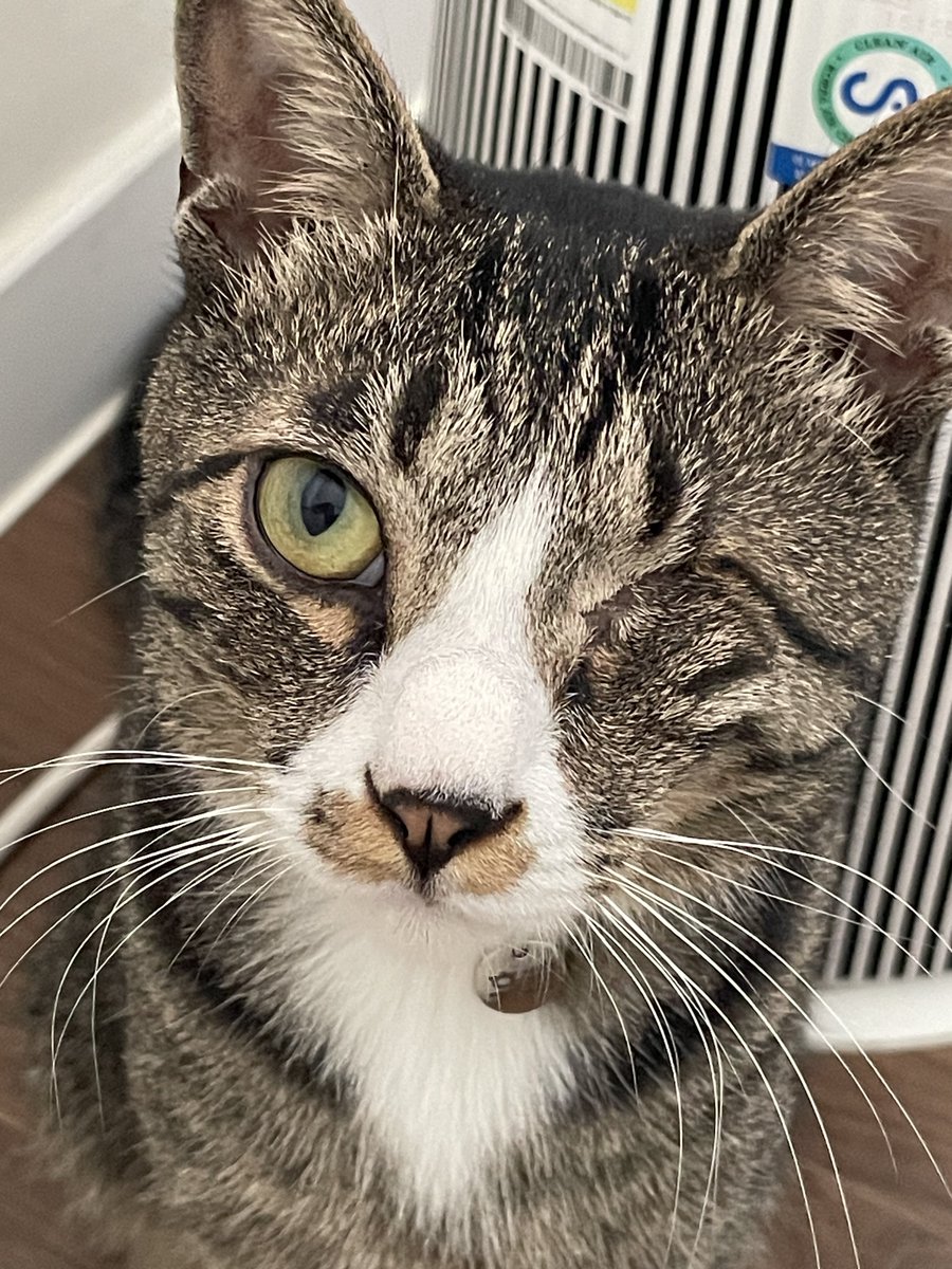 acatw1eye's tweet photo. 어제 아침의 고양이 얼빡샷 https://t.co/Bj7DHWauz8