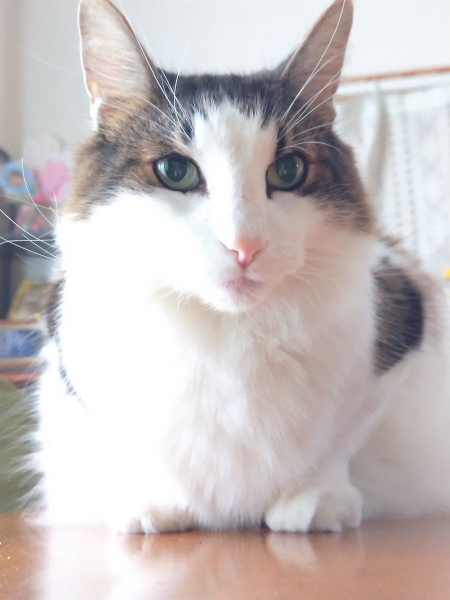 AkkochanM's tweet photo. こんにちは ≽^◕⩊◕ ^≼
気配を察して逃げられっぱなしなので今日こそ爪切りさせて欲しいんだけどな…

#ノルウェージャンフォレストキャット  #猫好きさんと繋がりたい  #猫のいる暮らし #猫集 https://t.co/8uF4Vd0bQG