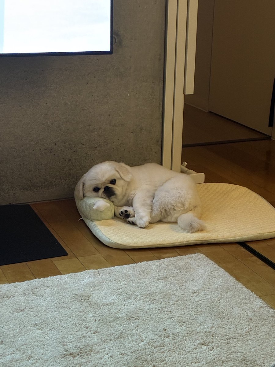 pochimarusuisan's tweet photo. 求心顔 https://t.co/7Wcudax3cn