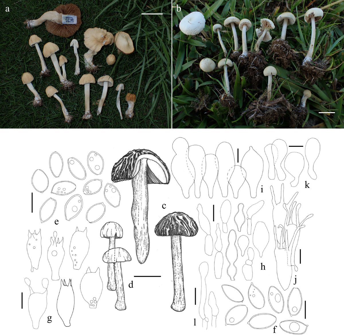 MaximumAcademic's tweet photo. #Panfungi
Two agarics newly recorded from Japan: Agrocybe broadwayi and Xuaniella urbica confirmed on warm-temperate lawns via morphology and molecular phylogeny with holotype clades.
@FantasticFungi @UNIV_TSUKUBA_EN #Agaricales #FungalTaxonomy
Details: https://t.co/qL5iBM3MYe https://t.co/Co8ydBeMjn