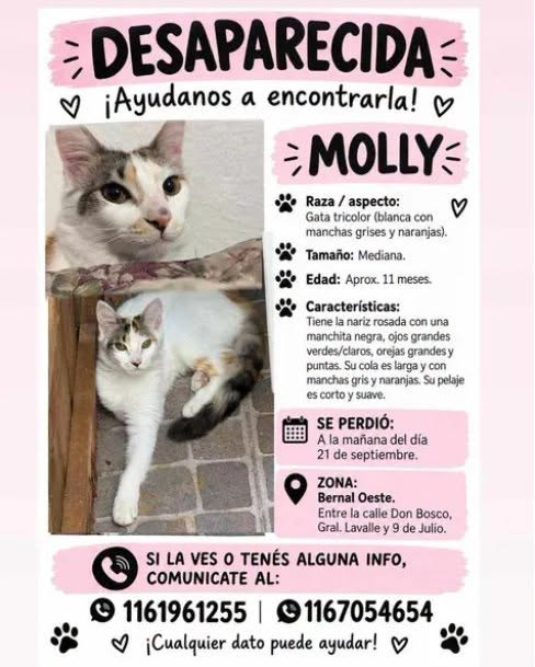 DeGatitos_'s tweet photo. #Perdiamigato  📢📢📢
RT RT RT

GATITA PERDIDA EN BERNAL!
CONTACTO Y DESCRIPCIÓN EN LA FOTO
#gatitosperdidos https://t.co/2QnJpykZ3n