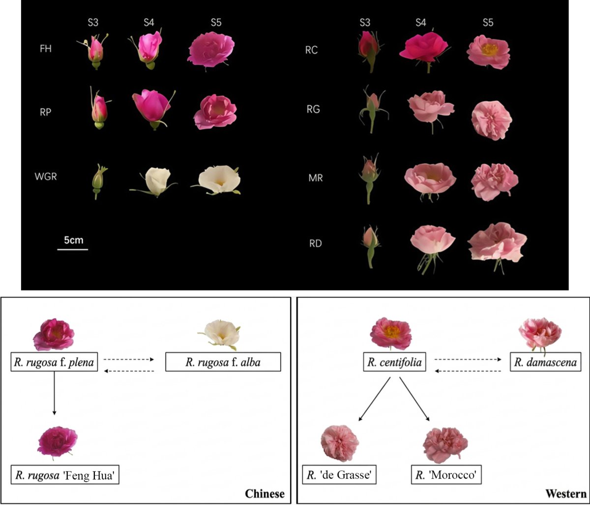MaximumAcademic's tweet photo. #OPR
146 VOCs profiled across seven Chinese and worldwide oil-bearing roses, revealing floral, rosy, and sweet aroma markers.
@HortiPlant #OilBearingRose #VOCprofiles #AromaEvaluation
Details: https://t.co/ZsTvavtQ84 https://t.co/C4yrGbSdL0