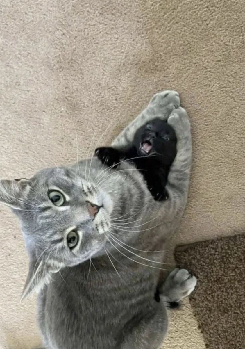 twaniimals's tweet photo. https://t.co/mGrzJBpn6D