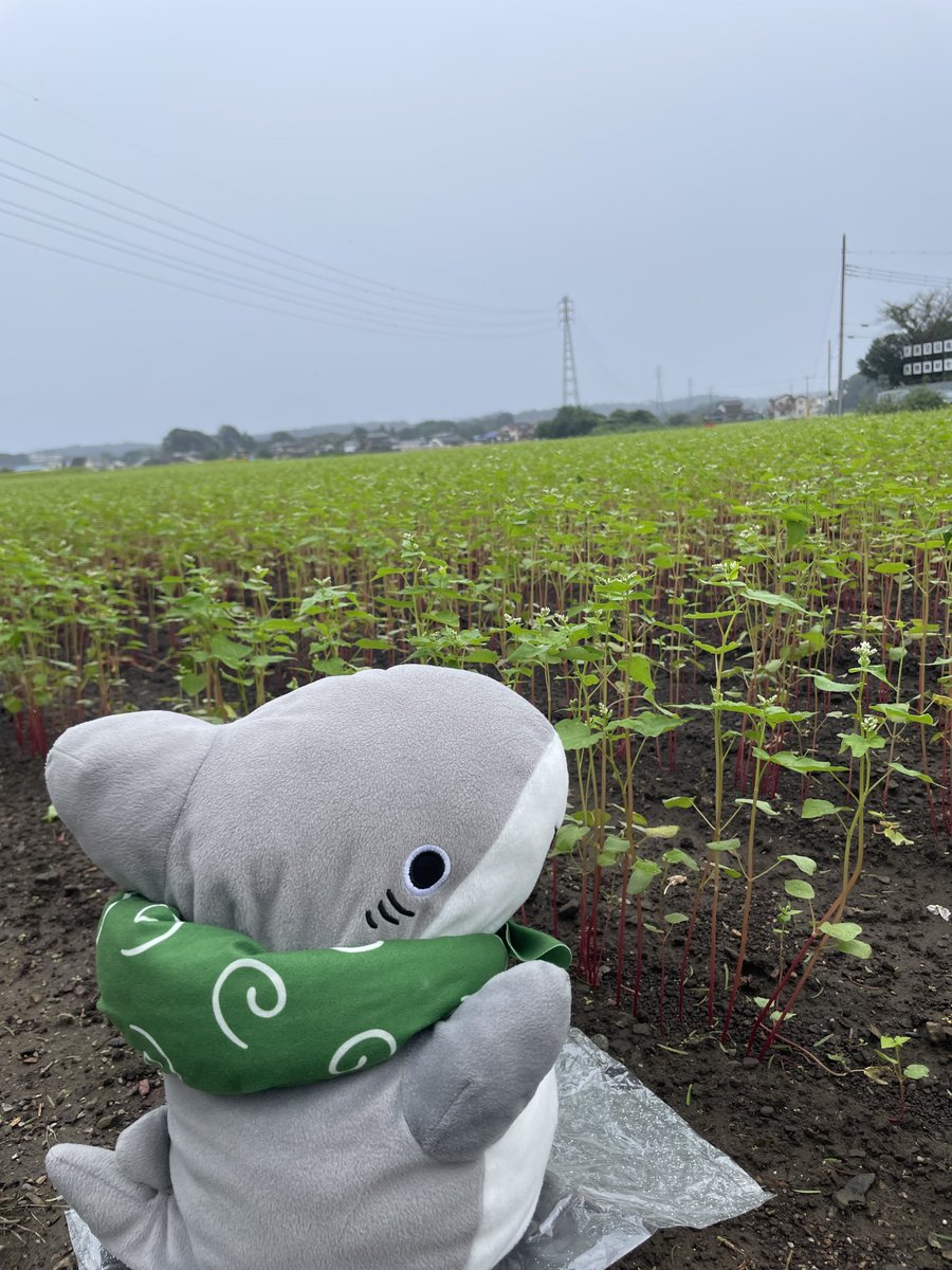 MIPPIYO's tweet photo. 最後に蕎麦畑の花見て京都に帰ろうかと思ったら花は咲いてるけど背丈がまだ子ザメちゃんくらいの大きさだった…雨も降ってきたし蕎麦食べてそろそろ帰ろっと🚐💨
#おでかけ子ザメ
#おでかけ子ザメとおでかけ
#子ザメとまいにち https://t.co/OcfB3iIyLK