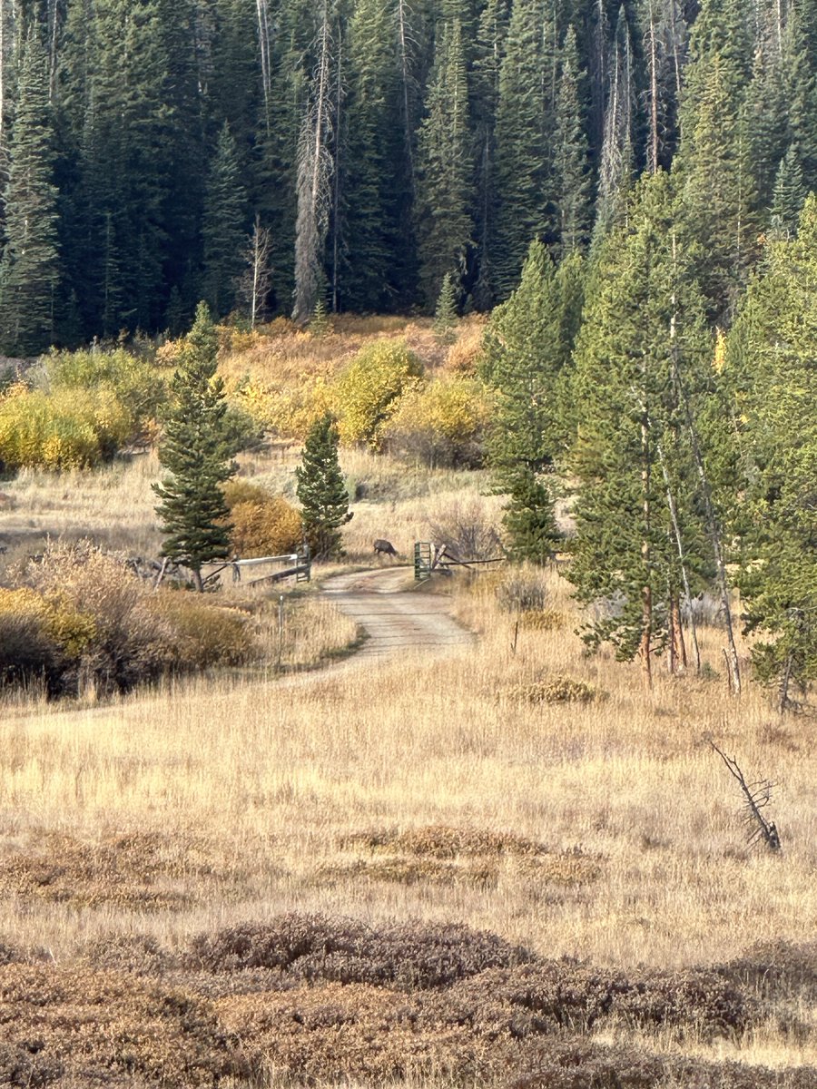 BigGameScouts's tweet photo. Is this a deer or an elk?   I need some help. My eyes ain’t what they used to be https://t.co/xbwu7K2gZm