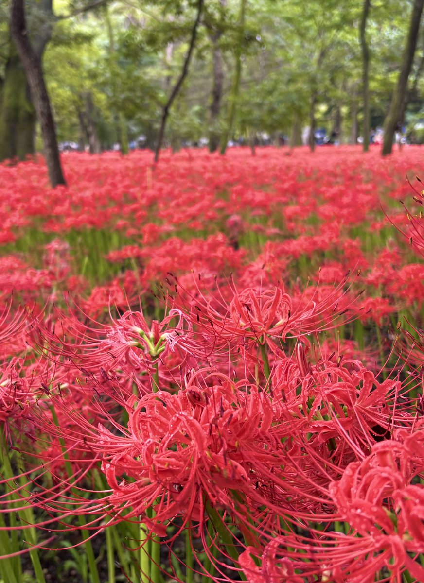 daropuro's tweet photo. お花見たわよ https://t.co/wC6o81IbIO