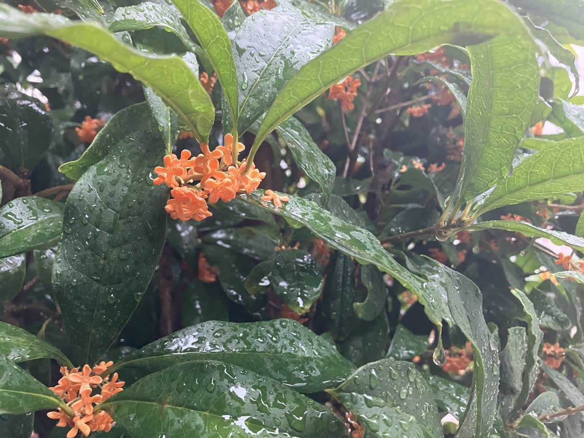 voker7373's tweet photo. 雨で香りが街から消えてしまった...

寂しい...

#キンモクセイ 
#金木犀 https://t.co/YywVJrG7na