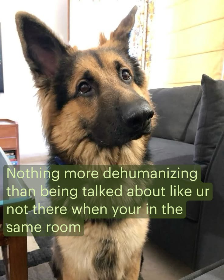petpopular's tweet photo. https://t.co/m7bHRcBnqu