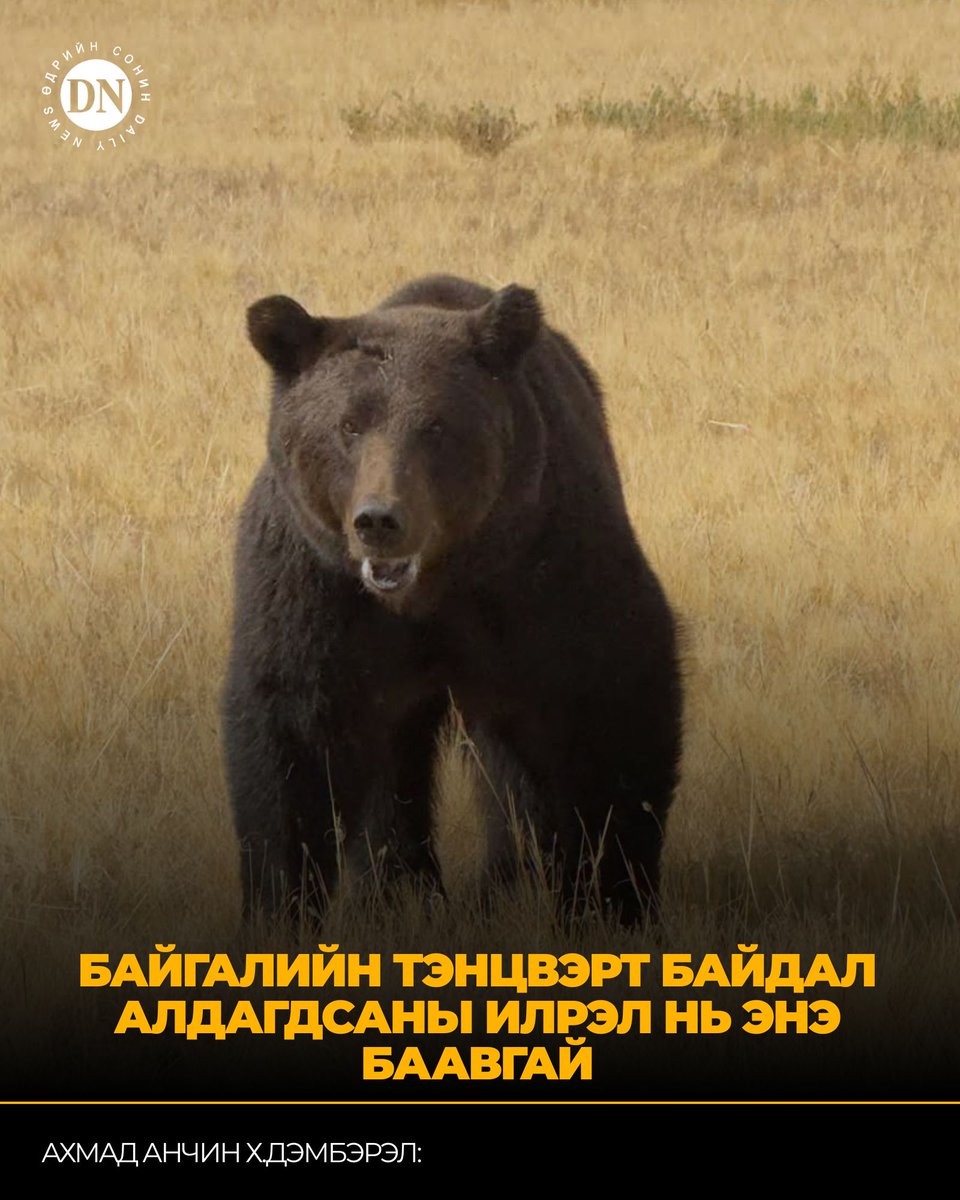 DNN_MN's tweet photo. Ахмад анчин Х.Дэмбэрэл:   Ер нь бол байгалийн тэнцвэрт байдал алдагдсанаас болж ан амьтад уулнаасаа бууж ирж замбараагүй байдал үүсдэг шүү дээ. Өвс ногоо, самар, жимс цэцэг муу ургасан жил, дээрээс нь самарчид гэж хамаа замбараагүй газар газрын ашиг хонжоо өвөрлөсөн улсууд маш олноороо баавгай нутагладаг газруудаар явж, мод хадыг нь нүдэж сүйтгэж байна. Баавгай хязгаарлагдмал нутаг орондоо тайван байх орчин нөхцөл энэ цаг улиралд үгүй болоод байгаатай шууд холбоотой. Өлсөж цангахдаа л уулнаасаа бууж ирж байна шүү дээ. Цаанаасаа байгалийн тэнцвэрт байдалтай байсан бол юу гэж хангайгаасаа бууж, дайжин амьтанд ойртож гарч ирэх вэ дээ

https://t.co/EKr4hE66tK