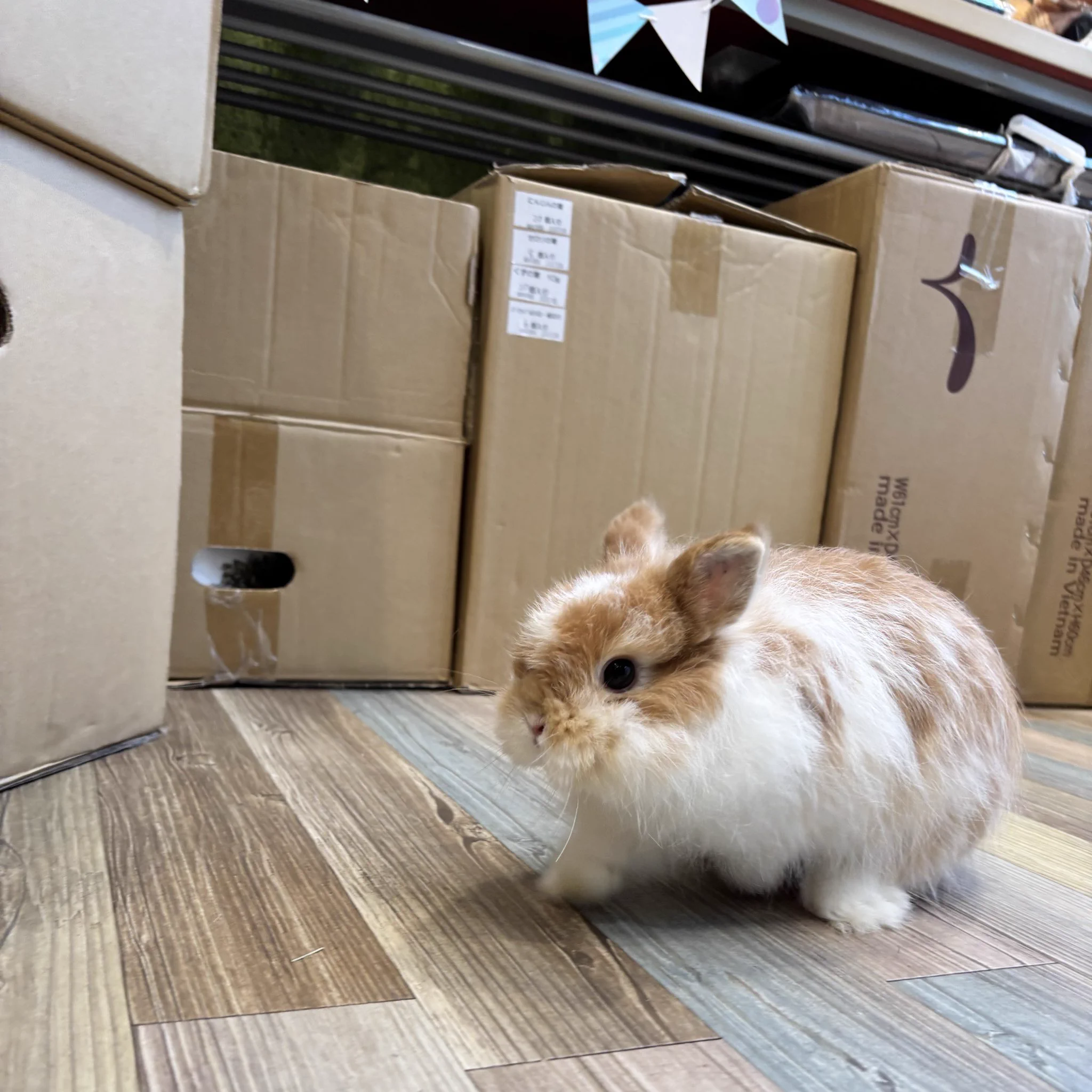 確認ページ♡うさぎパネル うさぎのしっぽ南町田グランベリーパーク店 on X: 