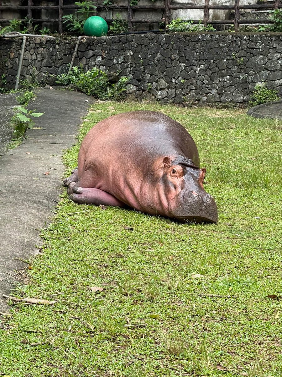 and_khamoo's tweet photo. ยืนไม่ไหว หนักพุง #hippo #PygmyHippo #ขาหมูแอนด์เดอะแก๊ง #หมูเด้งเด้งกี่โมง #Moodeng #พี่ขาหมู #สวนสัตว์เปิดเขาเขียว https://t.co/ibYRRWF2FP