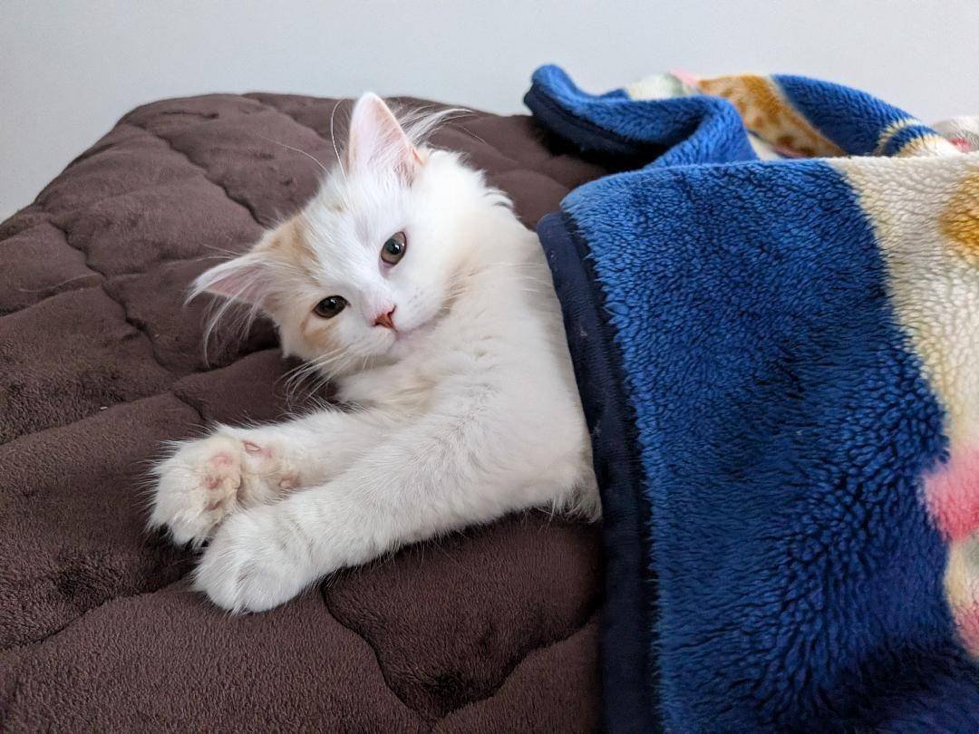 sadaharu__0905's tweet photo. 雨が降ってる日はお昼過ぎまでごろ寝🐱🛌

#サイベリアン https://t.co/WvklHZdyS0