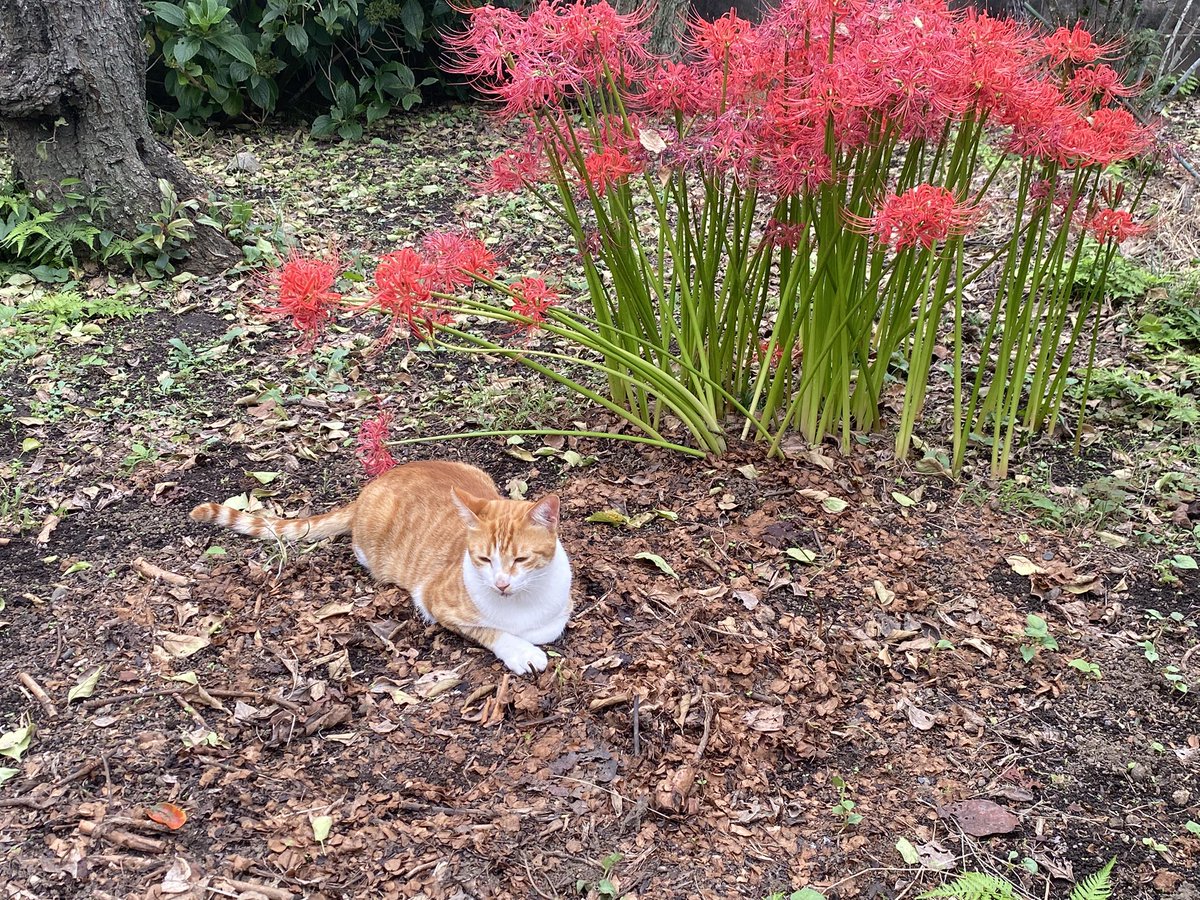 teacup1945's tweet photo. お彼岸も折り返し日
外猫がまったりしている😌

ようやく白菜も定植できそうです
それが終われば大根の播種

#お彼岸　#彼岸花 https://t.co/UNaTkMMYps