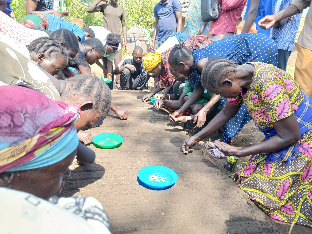 JohnNehemiahP's tweet photo. This week, we're training 665 farmers, mostly women, in Rhino Camp, Imvepi, Bidibidi &amp; Koboko on how to start kitchen gardens at home.

Each farmer leaves with 3 vegetable seedlings to plant right away.

Goal: healthier, more balanced meals for over 20,000 people. https://t.co/TRHj9iu5pv