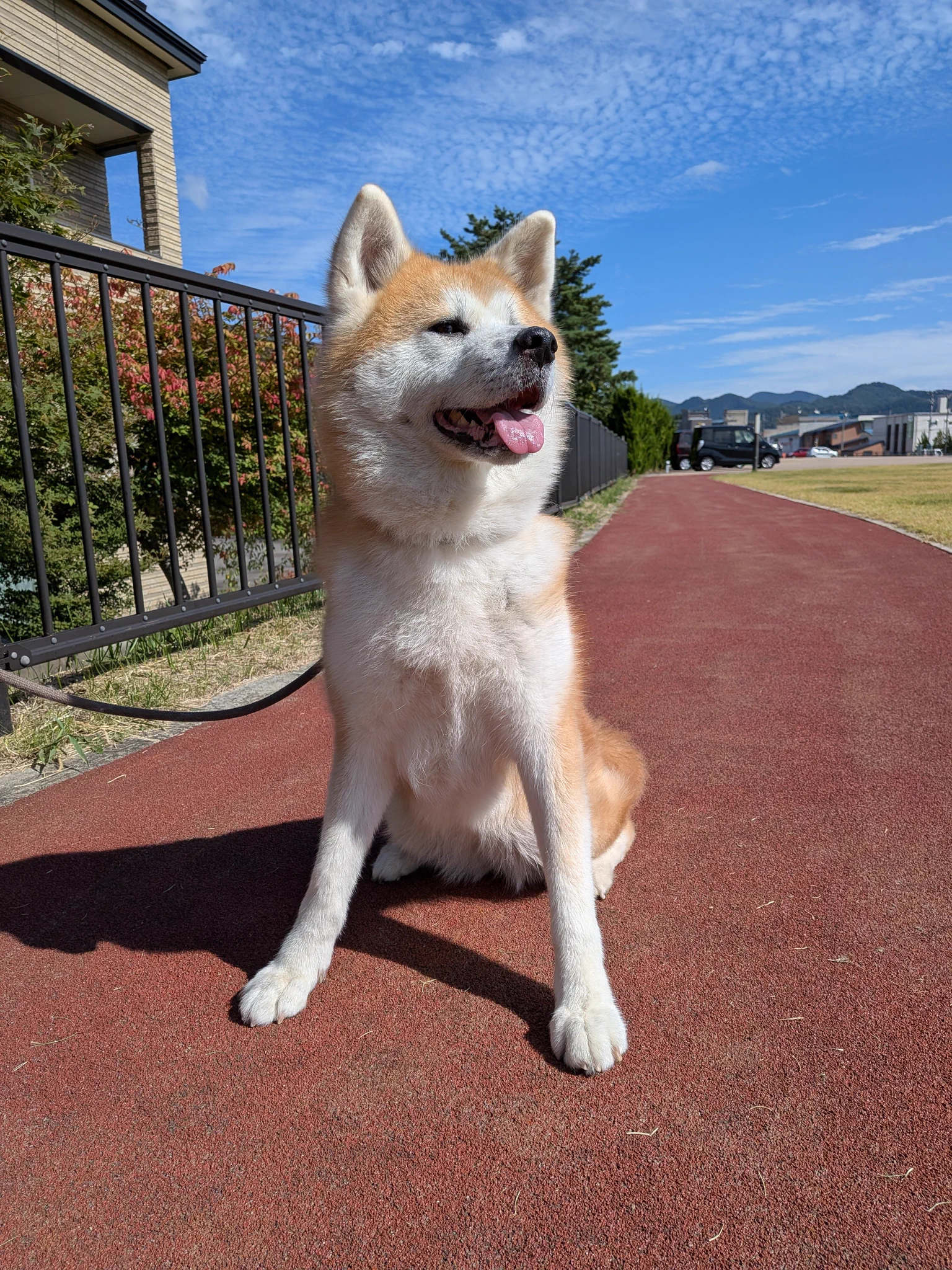 秋田 犬 の 里