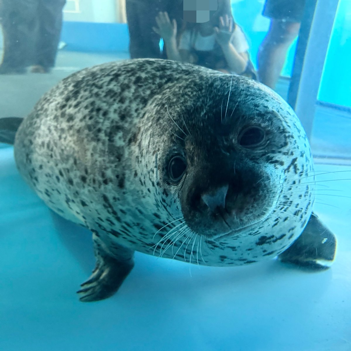 grk2525's tweet photo. もっちりしててかわいいね……

2026.9.22
 #のんほいパーク #ゴマフアザラシ https://t.co/m0MAul3dKL