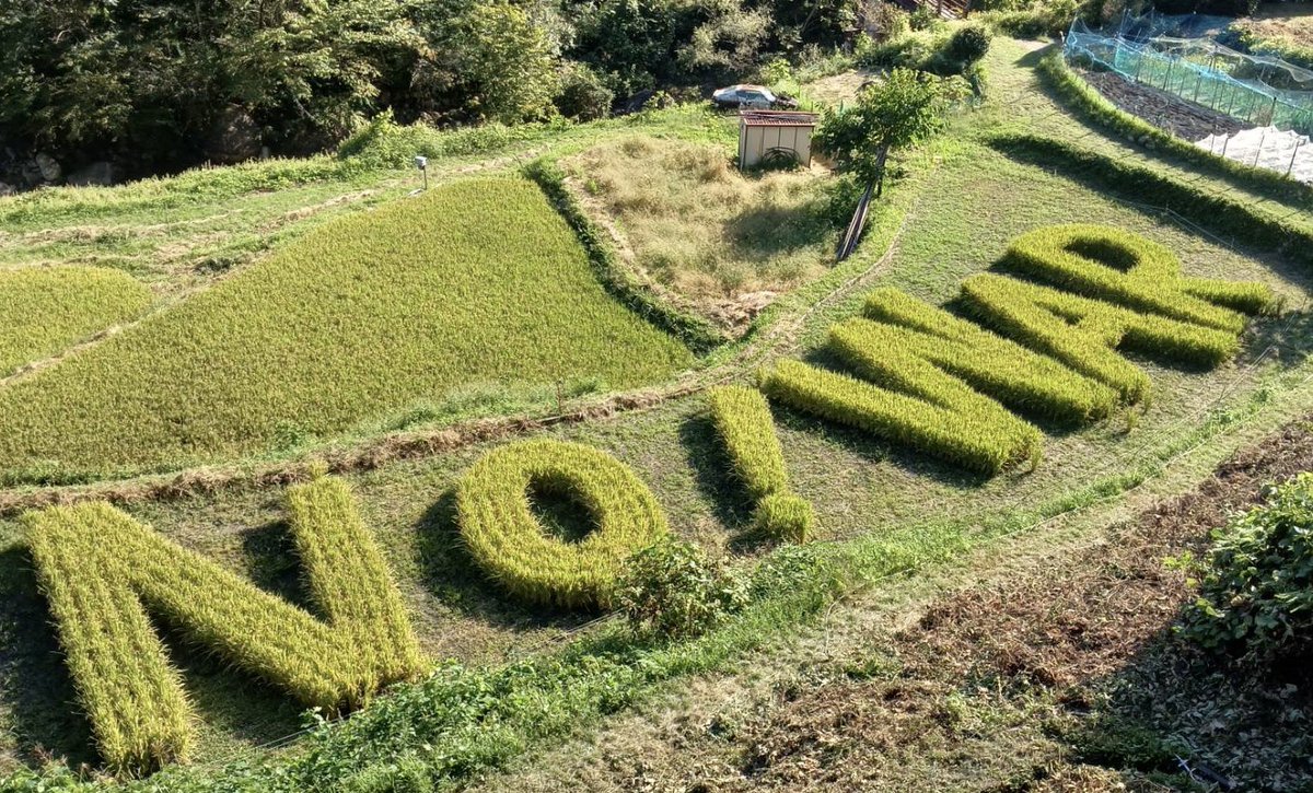 kanai87's tweet photo. すご〜い！！長野県南木曽町　日本共産党の坂本満議員の田んぼ。
「稲の種類の違いを利用した田んぼアートは話題になることが多いけど、稲刈り時期の作品も素敵」と思ったら、稲刈り前からの作品だったんですね。ブラボー！！！ https://t.co/b0nHpj7DZj