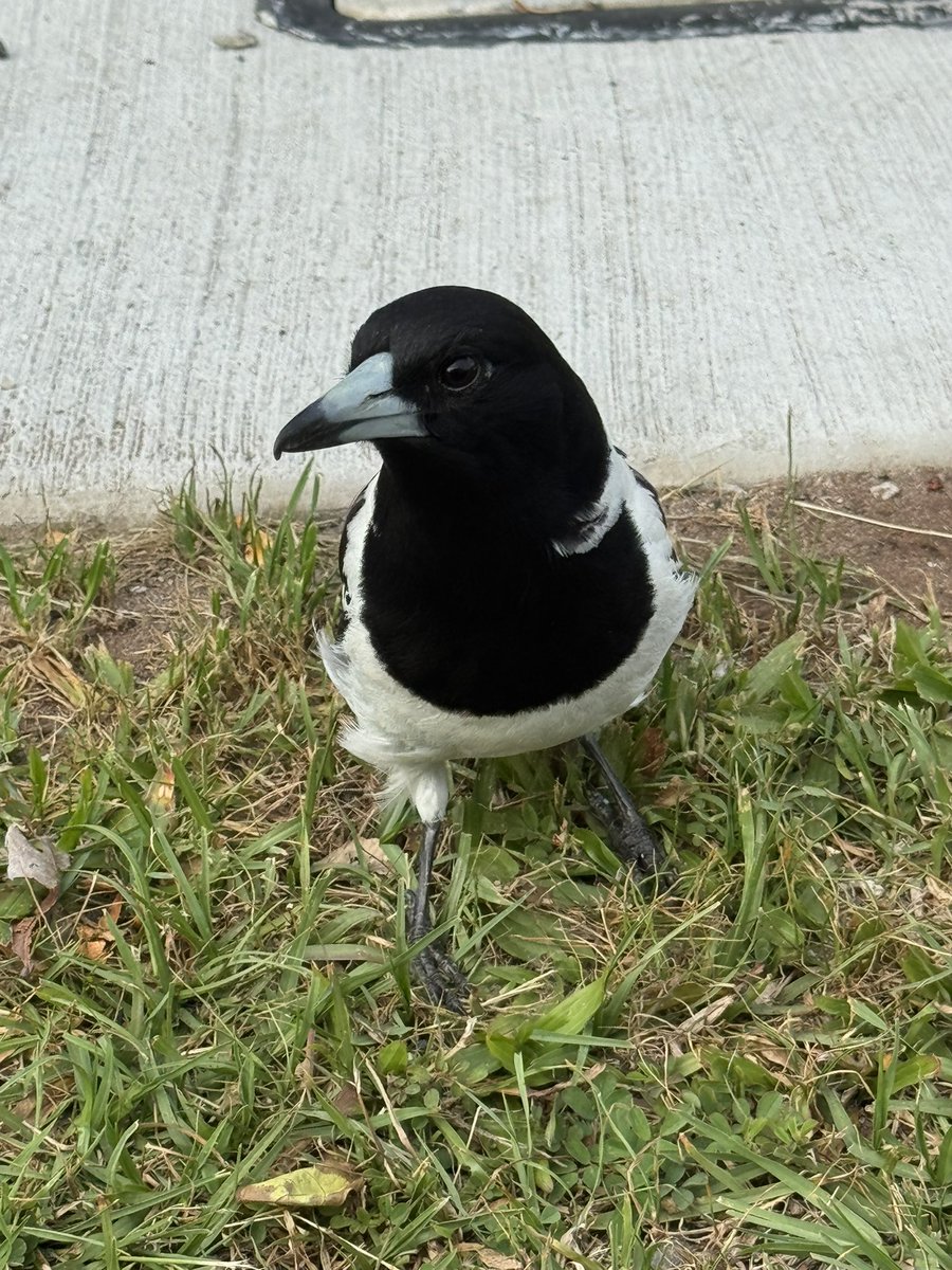 MaulsBigPP's tweet photo. this little pied butcher bird landed right next to me and it’s so baby and cute and i wish i could cuddle it https://t.co/ewG73mhx1E