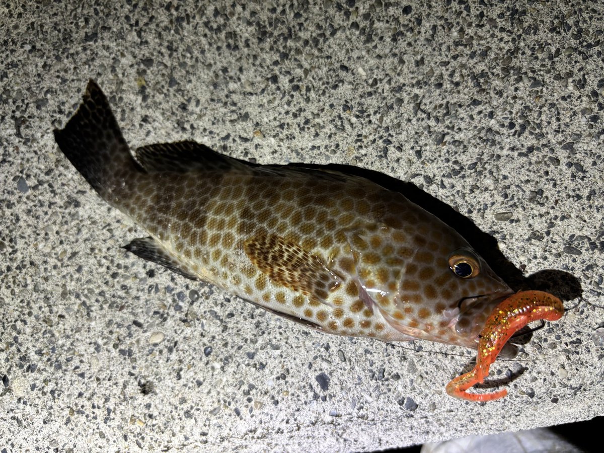 YumaKa10's tweet photo. 9月の魚たち。
仕事が忙しくて、あんまり釣りに行けなかったなぁ😫 https://t.co/pW7gb04rXX