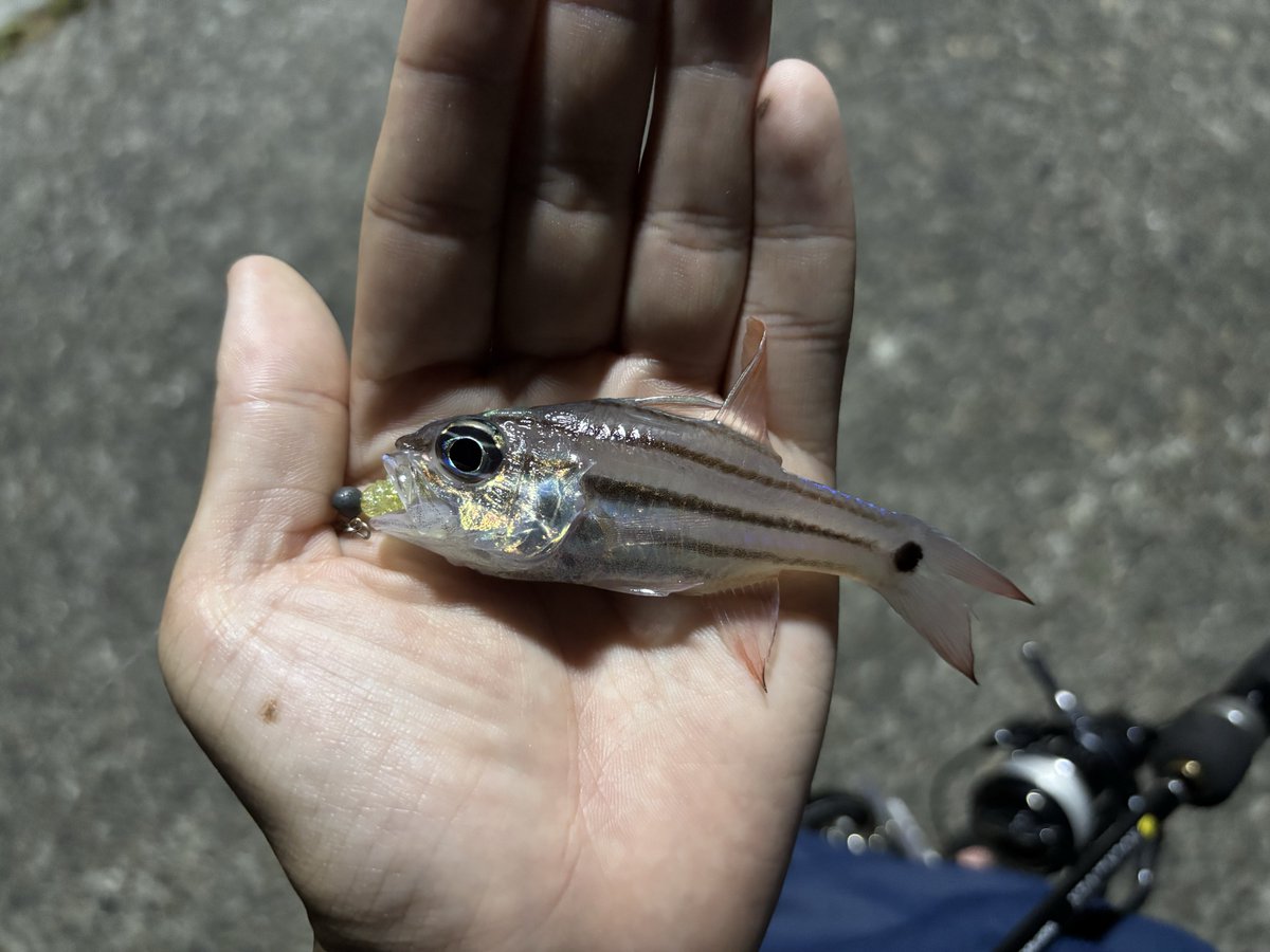 YumaKa10's tweet photo. 9月の魚たち。
仕事が忙しくて、あんまり釣りに行けなかったなぁ😫 https://t.co/pW7gb04rXX