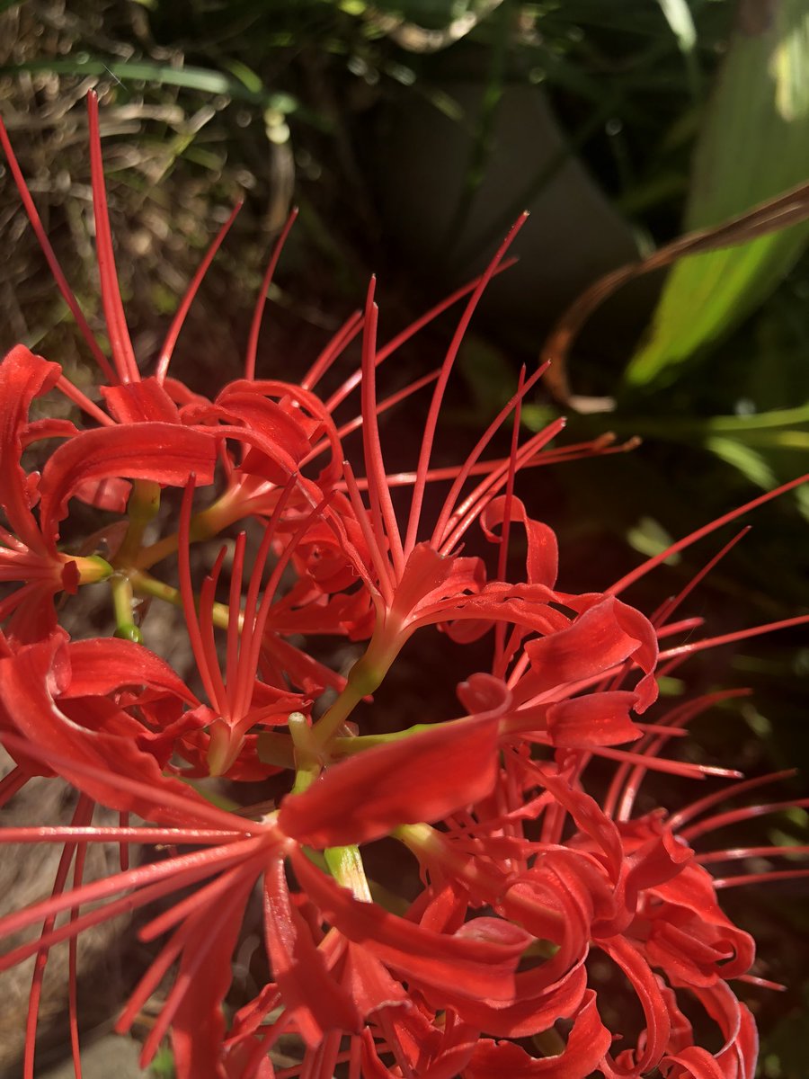 tamachami12's tweet photo. Red Spider Lily https://t.co/5gf0ktHwV2