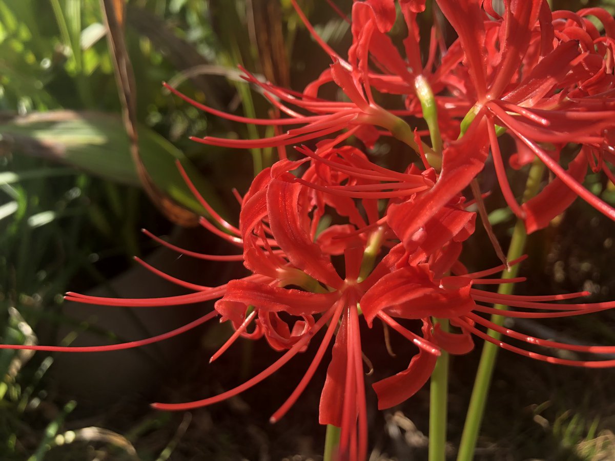 tamachami12's tweet photo. Red Spider Lily https://t.co/5gf0ktHwV2