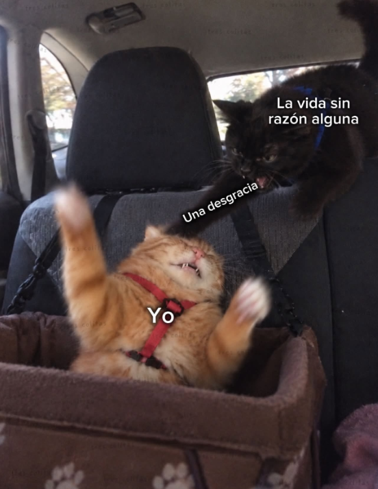 natashaRam4sjs's tweet photo. Yo sin hacerle mal a nadie https://t.co/VRbA04ShKC