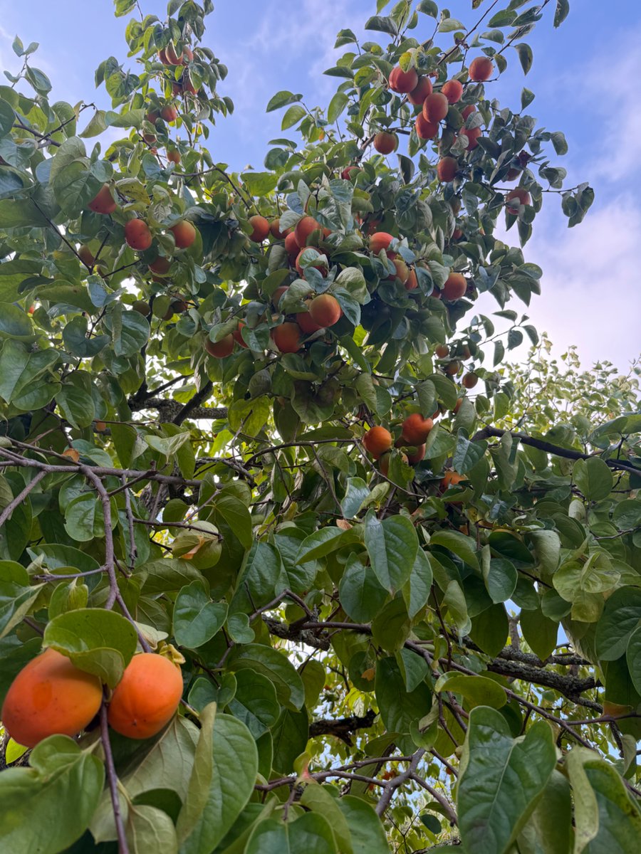 john__allard's tweet photo. if you’re in berkeley and want free persimmons lmk my tree is collapsing under the weight of this fruit and it’s all delicious https://t.co/hBrFkMVcQ1
