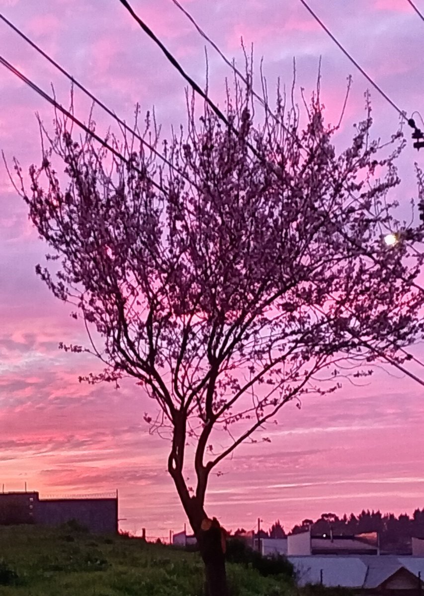 sunflowersflyy's tweet photo. Pov: abriste mi galería https://t.co/PIxJf9CkQq