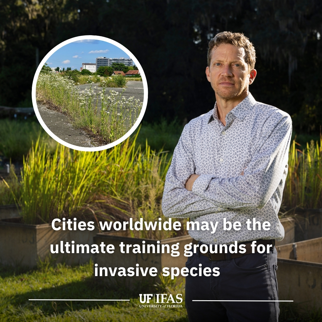 A person standing outdoors with arms crossed in front of a grassy area. The text states: "Cities worldwide may be the ultimate training grounds for invasive species." There's a circular inset image of an urban area with wild plants. The logo for UF/IFAS University of Florida is at the bottom.