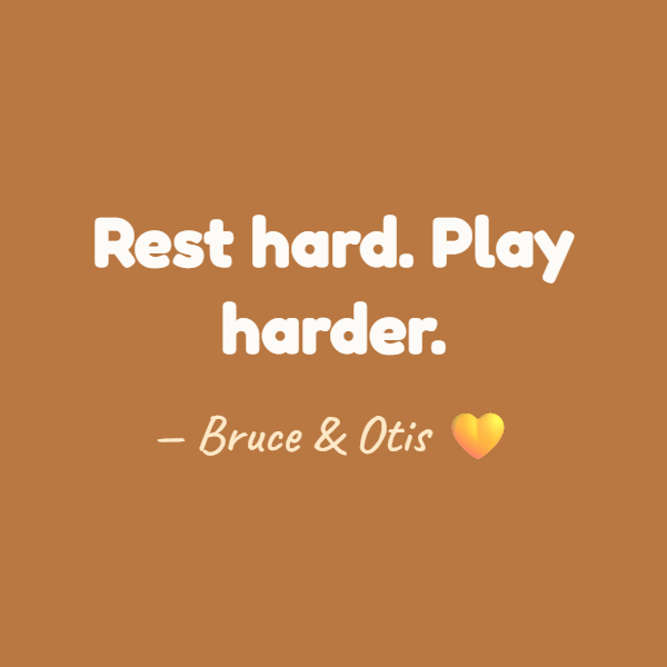 BruceOtis_'s tweet photo. A gentle reminder from two professional nappers. 🐾
Rest is part of the adventure too.

#BruceAndOtis #DogNaps #NapTime #SlowLiving #RestDay #DogsOfAustralia https://t.co/CQGSMp7RIX