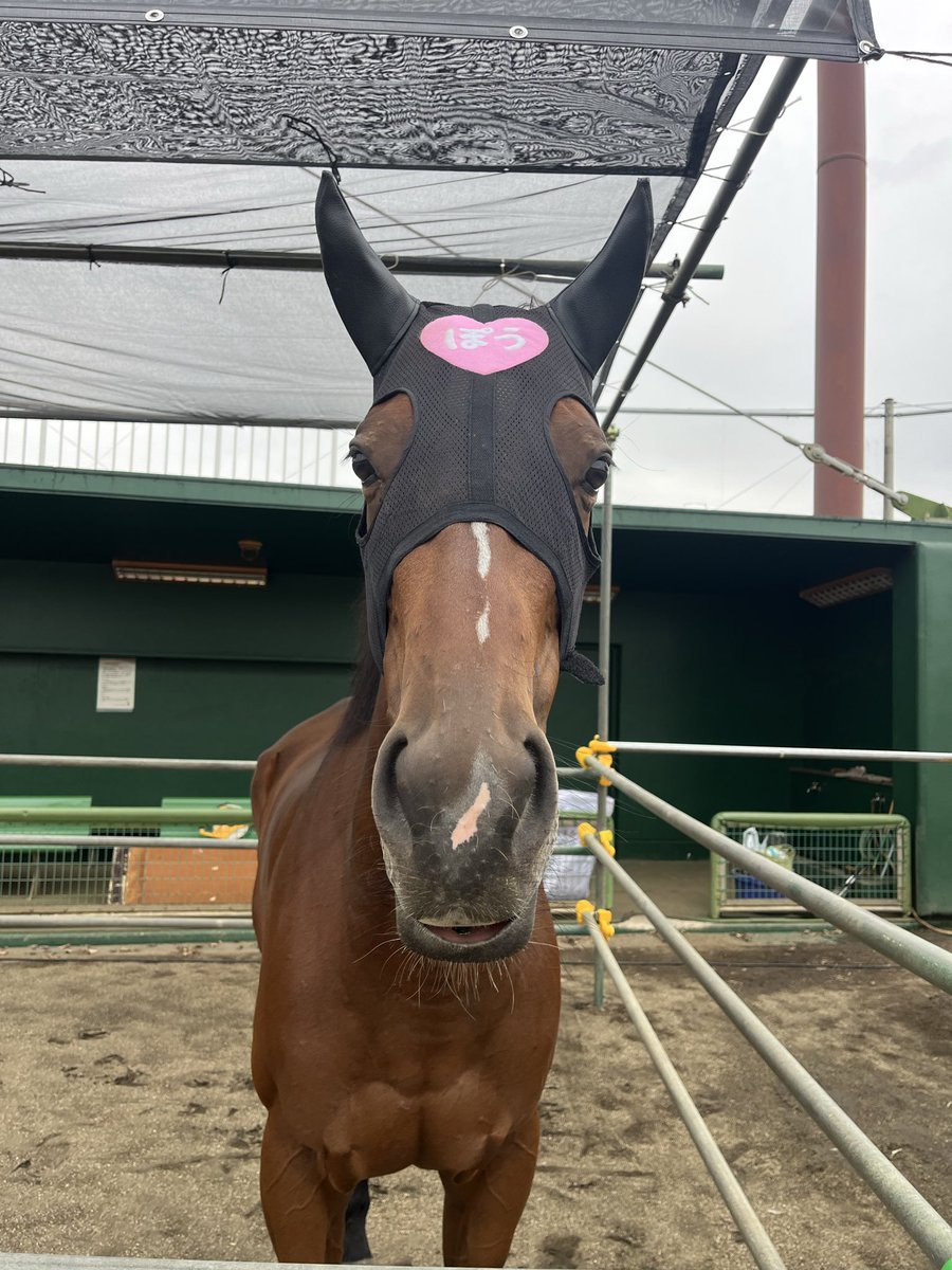 aorakipounam's tweet photo. 🐴シスターズイベントを無事終えて
　　　　　各々の仕事にもどりました💚🩷
4日間にわたるsister'sイベントをしっかりこなしスノーエルヴァは今朝早くに川崎競馬場へ🩷🏇
ポウナムは美浦村umaフェスタのイベントのお仕事へ出張に💚🐎
しっかりと馬運車に乗り各馬出発いたしました✨エルヴァはレースで減っていた馬体重も増え短いながらも良い夏休みを過ごせたと思うので無事にレース頑張ってもらいたいです🙏🥰
ポウナムはダニピー先輩方とポウナムに
とって自陣を飛び出し初めての出張イベントに出発🚌
到着してソワソワしつつもすでにもうシャクレモード入りました😅💚
お天気も雨は今の所大丈夫そうで、あとはアオラキ兄さんのご加護頼み🙏🩵
しっかりと頑張ると思いますので応援よろしくお願いいたします🙇🏼‍♀️

ご来場予定の方いましたら是非可愛がってもらえたらと思います💚🫶
アオラキファームあるふぁショップもありますので皆様のご来場心よりお待ちしております🩵💚
#アオラキファームあるふぁ #ポウナム
#スノーエルヴァ #川崎競馬 #白毛のお姫様
#アオラキfamily倶楽部　#美浦村umaフェスタ　#ポウナム初出張　#アオラキのご加護