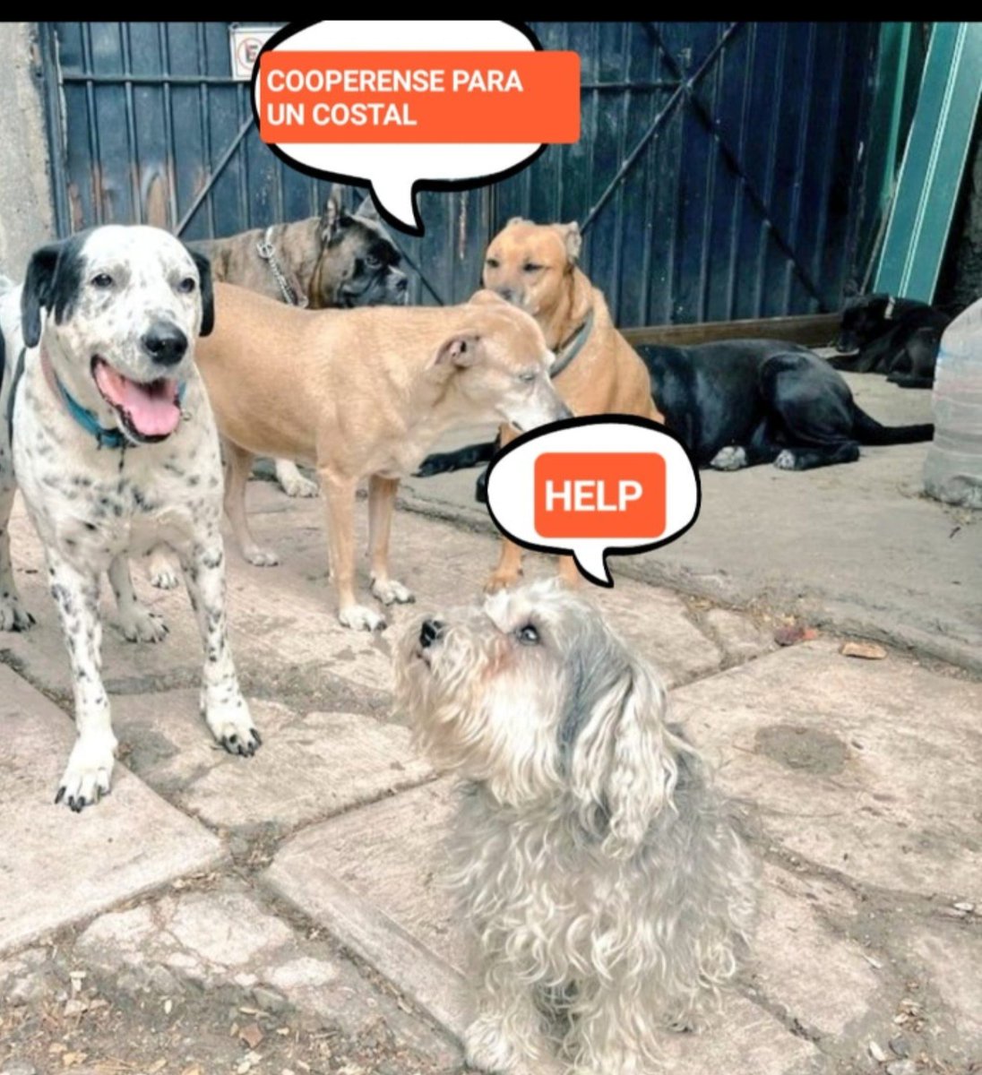 mujersina's tweet photo. Compartan hasta el infinito para que 20 rescataditos y una docena de amiguitos que viven en la calle tengan una vida digna 🙏🏻🙏🏻🙏🏻🐾🐾🐾🫂🫂🫂 https://t.co/OFlZXp6Apn