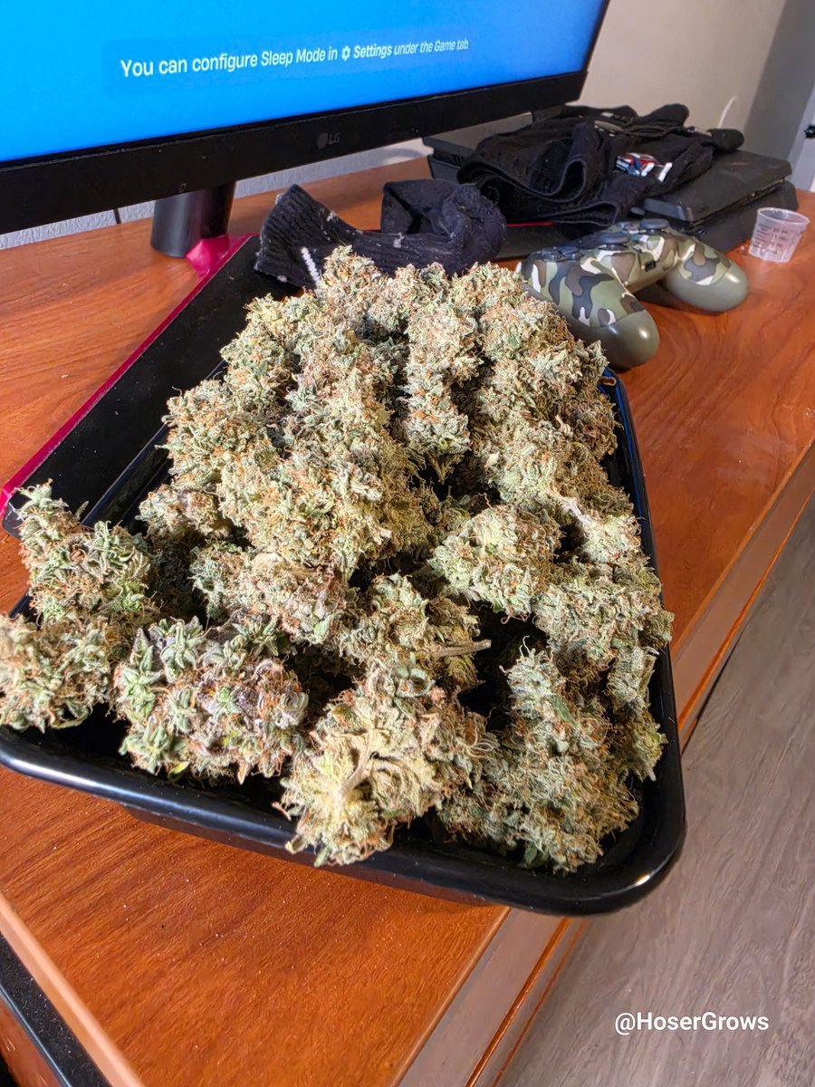 hosergrows's tweet photo. @REBEL_Grower Just trimmed up my Rainbow Guava 95g. https://t.co/Fuqyr1GJr2