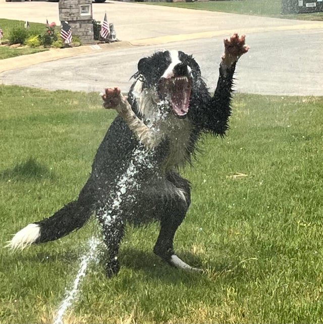 puppcrow's tweet photo. can i come over and- AH FUCK FUCKING STOP WAHT THE FUCK https://t.co/IbqxtDdIKj