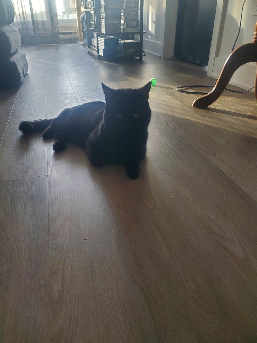 BillingsCat's tweet photo. Panfur updates!

Dad has decided to foster him until adoption!! And he just got neutered, vaccinated and microchipped today!!✂️💉🐾

Hope you have a great week furriends ❤️🐾❤️🐾

#cats #catsoftwitter #catsofx #pets #adoptdontshop #rescuecats #blackcats https://t.co/xm5LB2k2bz
