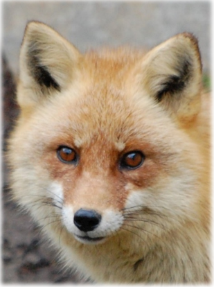 moriokazoo's tweet photo. 9月23日（水）ホンドギツネのオス“はっさく”が亡くなっているのを確認しました。
2015年5月23日に保護されてからずっとみなさまに愛されてきました。
ありがとうございました。
死因は後日ご報告いたします。 https://t.co/hK1sETbnYs