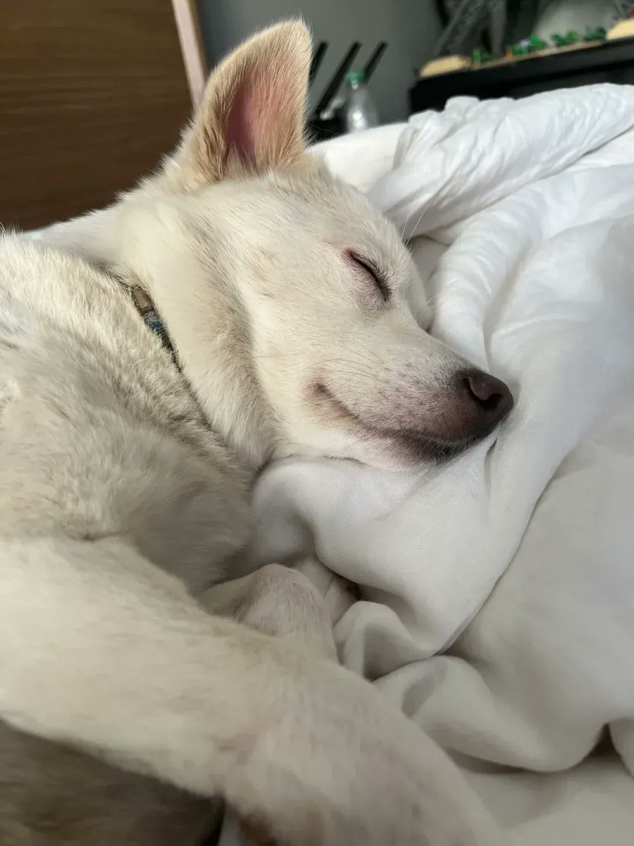 LeoneBerkenbile's tweet photo. My pup's slow blink + cozy blanket = the exact kind of calm I need today https://t.co/av6ekzJ9M6