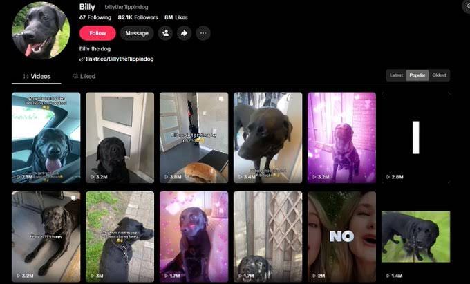 deployingmonkey's tweet photo. LITERALLY A DOGE NAMED BILLY THATS TURNING INTO A MEGA NICHE MEME ON TIKTOK

Theres a new meme dog in town, and EVERY VIDEO HE POSTS GOES GIGA VIRAL

Billy's entire channel, is memes of the dog, and the owner says how he wants to takeover doge as the most famous dog

Theres millions of views, and he looks EXACTLY like doge in one of them
 
Its only right... (not pairing as it limits the narra)

https://t.co/72WM8IMQqJ