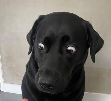 deployingmonkey's tweet photo. LITERALLY A DOGE NAMED BILLY THATS TURNING INTO A MEGA NICHE MEME ON TIKTOK

Theres a new meme dog in town, and EVERY VIDEO HE POSTS GOES GIGA VIRAL

Billy's entire channel, is memes of the dog, and the owner says how he wants to takeover doge as the most famous dog

Theres millions of views, and he looks EXACTLY like doge in one of them
 
Its only right... (not pairing as it limits the narra)

https://t.co/72WM8IMQqJ