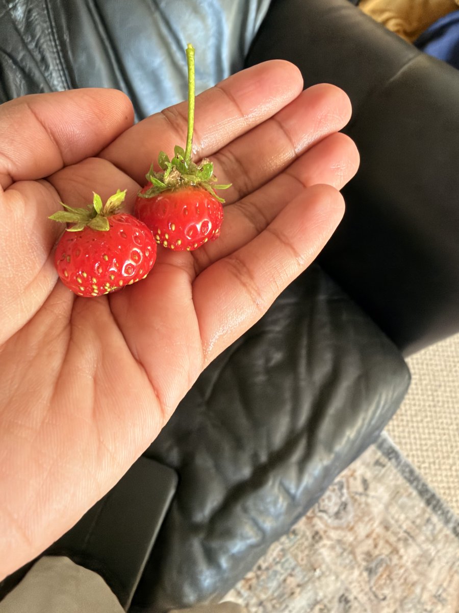put_in_practice's tweet photo. Homegrown $9.5 each https://t.co/k2e3AvG0mQ