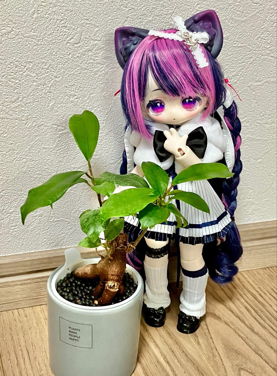 347akr's tweet photo. 比較対象アリスちゃんじゃないから分かりづらいけど、ガジュマル結構育ったんですよ。
#モフモフおやすみ https://t.co/DQthPYQx4L