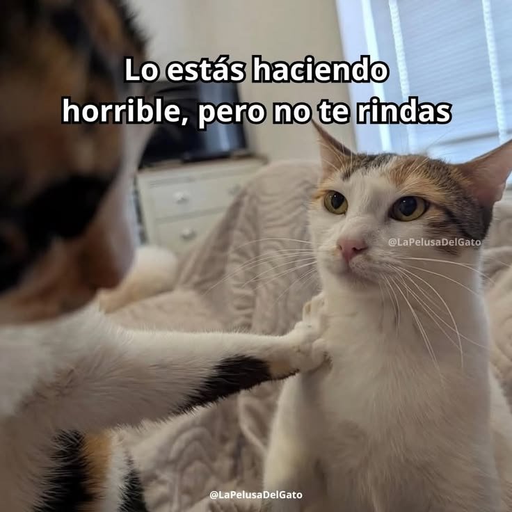natashaRam4sjs's tweet photo. ah bueno! jajaja https://t.co/9gmfLd1r4W