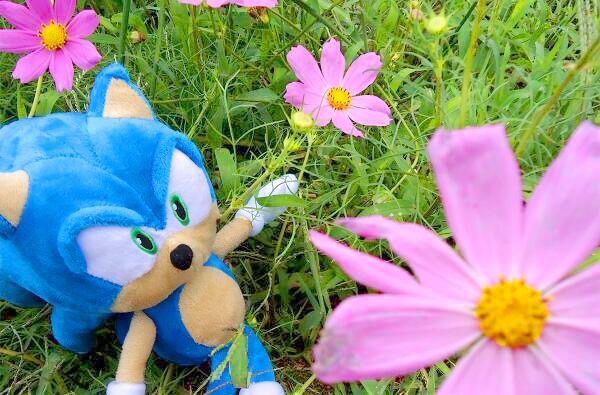 SEGA_OFFICIAL's tweet photo. あなたは何で秋を感じますか？ https://t.co/s5jHpJh1Rh