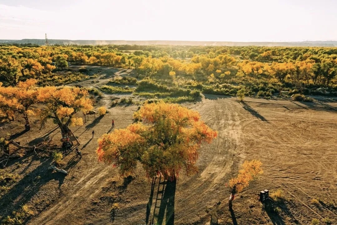 AuTournee's tweet photo. À la mi-septembre, l’air se rafraîchit et l’automne prend son manteau d'or peu à peu. Dans le district de Wuerhe, dans la ville de Karamay, au Xinjiang, les quelque 20,000 hectares de peupliers de l’Euphrate commencent à revêtir leurs teintes jaune doré. https://t.co/T68QG4EPIK