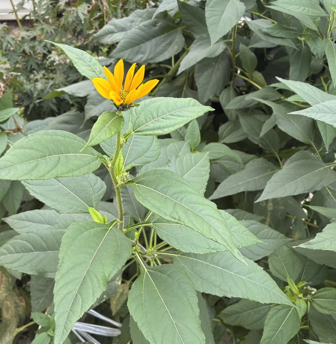 kuni_suzu_830's tweet photo. 初めて菊芋を植えました♪
3メートル位になって倒れそうなのでビニール紐で縛っています。
ひまわり🌻に似ていると思ったら、似たような花が咲きました😸 https://t.co/HVNjNhHEh8