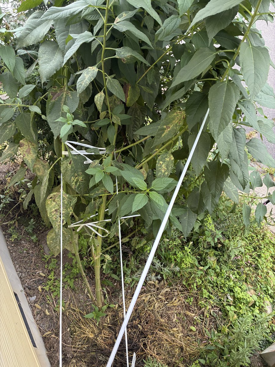 kuni_suzu_830's tweet photo. 初めて菊芋を植えました♪
3メートル位になって倒れそうなのでビニール紐で縛っています。
ひまわり🌻に似ていると思ったら、似たような花が咲きました😸 https://t.co/HVNjNhHEh8